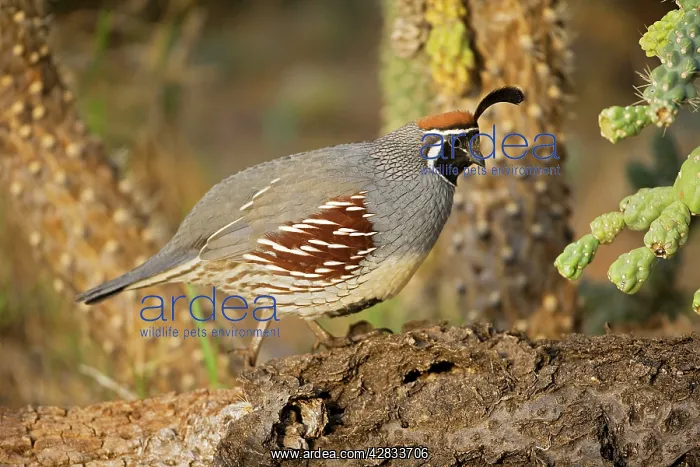 : Gambel's Quail - Male : Gambel's Quail - Male