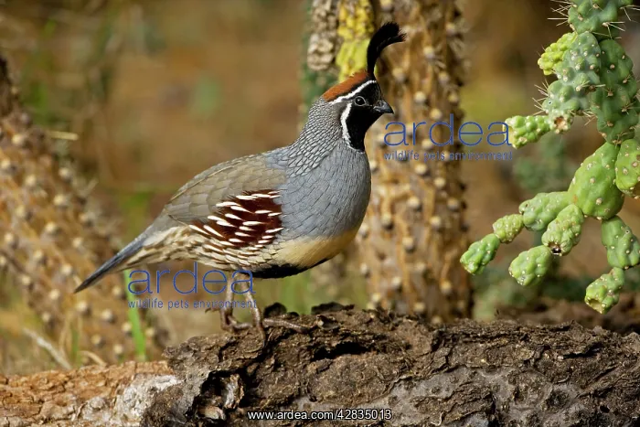 : Gambel's Quail - Male : Gambel's Quail - Male