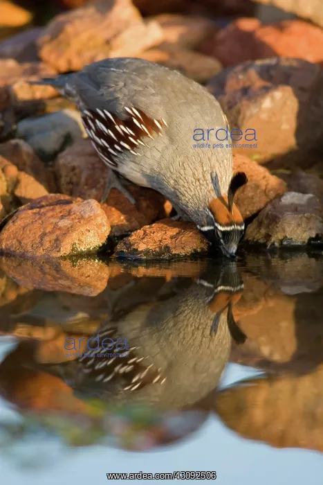 : Gambel's Quail male drinking : Gambel's Quail male drinking