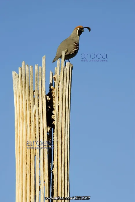 : Gambel's Quail - Male in the evening on a dead : Gambel's Quail - Male in the evening on a dead
