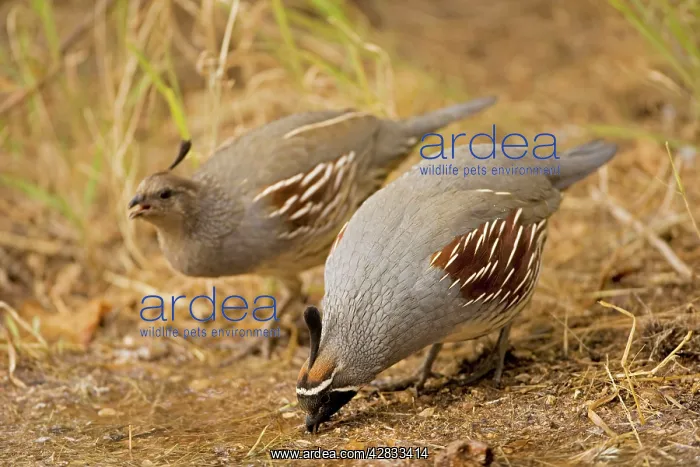 : Gambel's Quail - Male and female : Gambel's Quail - Male and female