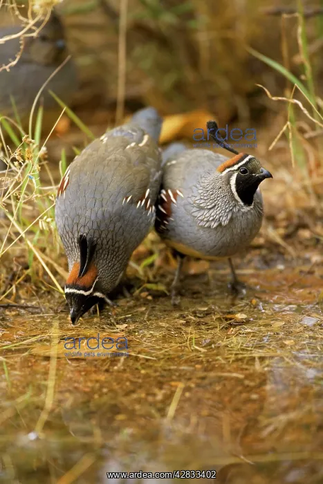 : Gambel's Quail - Males - Drinking at pond : Gambel's Quail - Males - Drinking at pond