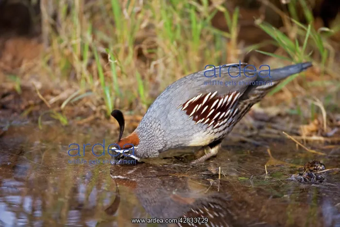 : Gambel's Quail - Replaces the California Quail : Gambel's Quail - Replaces the California Quail