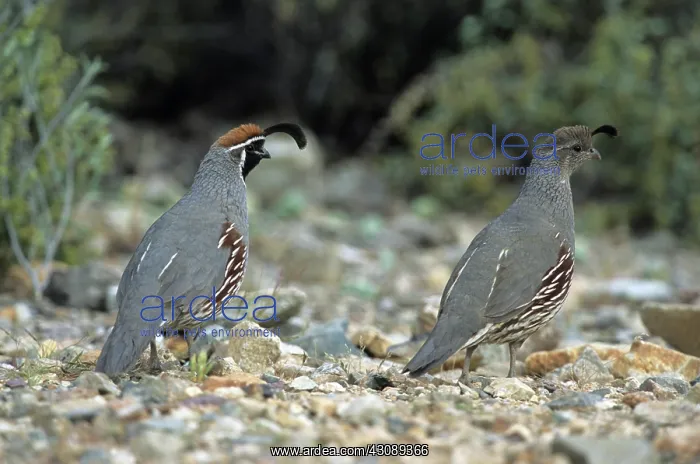 : Gambel's Quails : Gambel's Quails