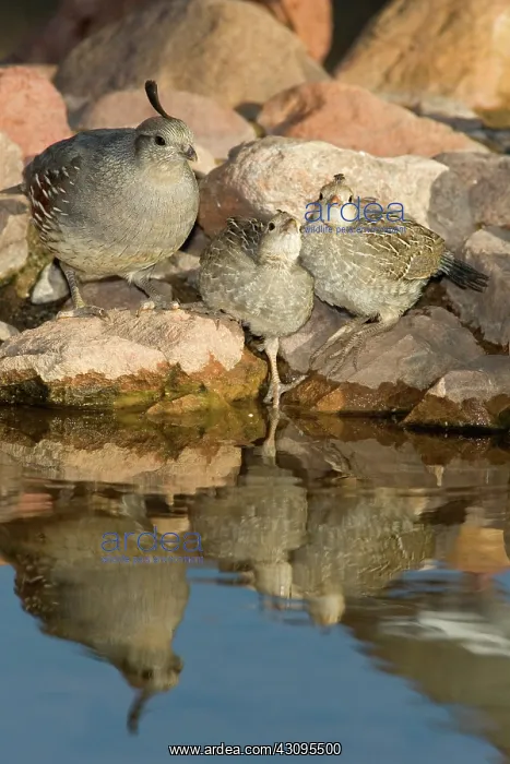 : Gambel's Quails with chick : Gambel's Quails with chick