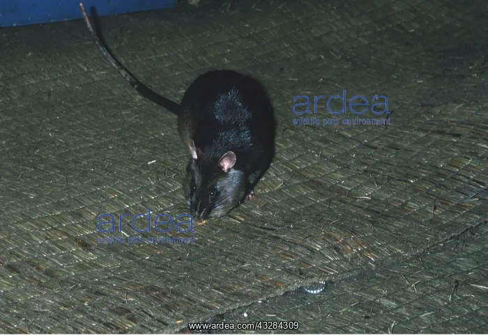 : GAMBIAN RAT : GAMBIAN RAT