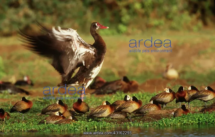 : Gambian Spur-Winged Geese : Gambian Spur-Winged Geese