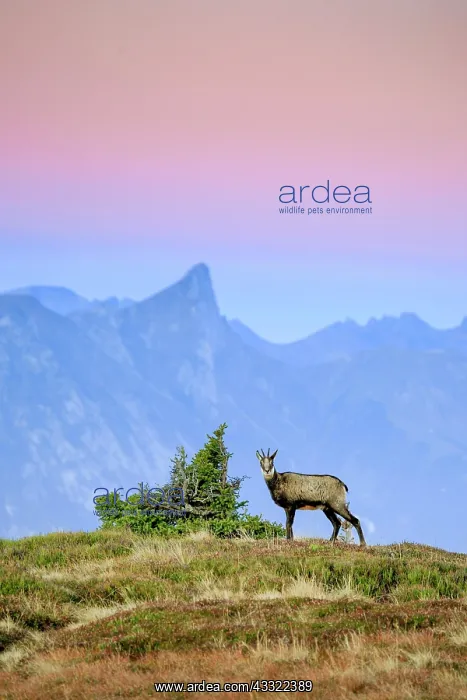 : Gamse, Gemse, Rupicapra Rupikapra, Alpine Chamois : Gamse, Gemse, Rupicapra Rupikapra, Alpine Chamois