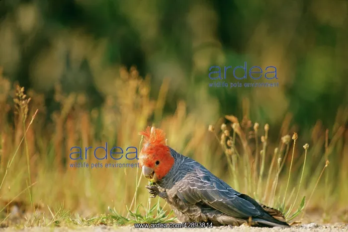 : Gang-Gang COCKATOO : Gang-Gang COCKATOO