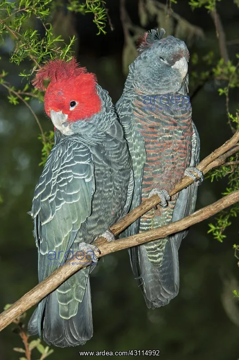 : Gang-gang Cockatoo : Gang-gang Cockatoo