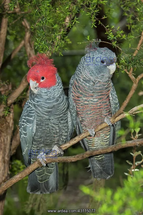 : Gang-gang Cockatoo : Gang-gang Cockatoo