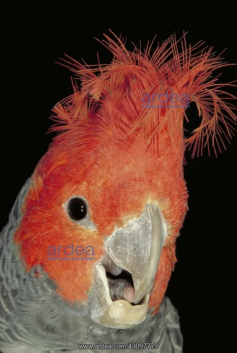 : Gang-Gang cockatoo (Callocephalon fimbriatum) : Gang-Gang cockatoo (Callocephalon fimbriatum)