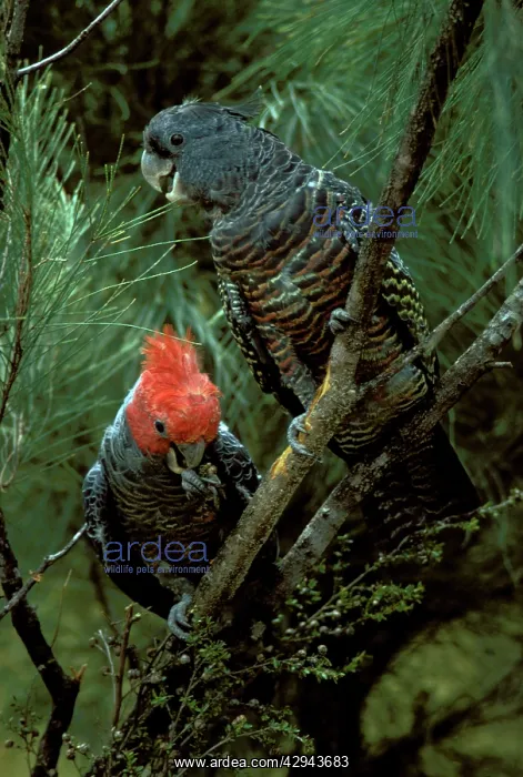 : Gang-gang cockatoo (Callocephalon fimbriatum) male : Gang-gang cockatoo (Callocephalon fimbriatum) male