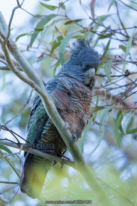 : Gang Gang Cockatoo Female : Gang Gang Cockatoo Female
