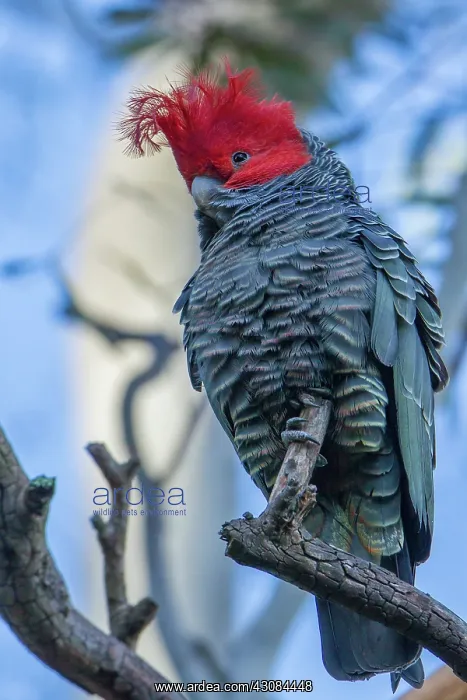 : Gang Gang Cockatoo male : Gang Gang Cockatoo male