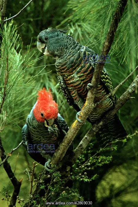 : Gang-gang Cockatoo - Male and female in tree : Gang-gang Cockatoo - Male and female in tree
