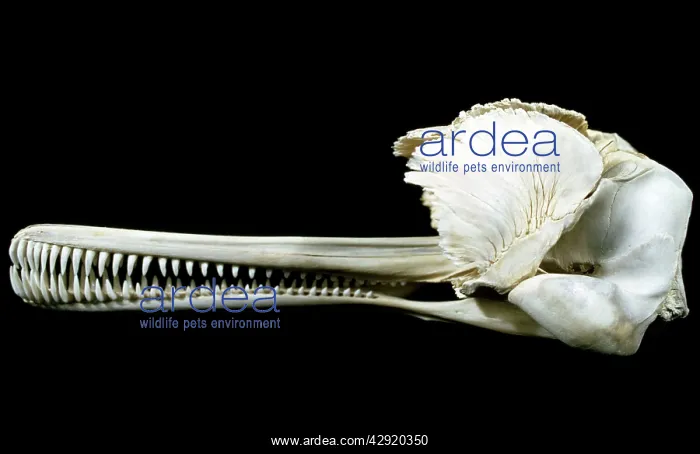  : Ganges Dolphin Skull