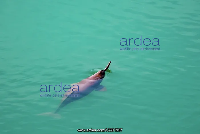 : gangetic dolphin : gangetic dolphin