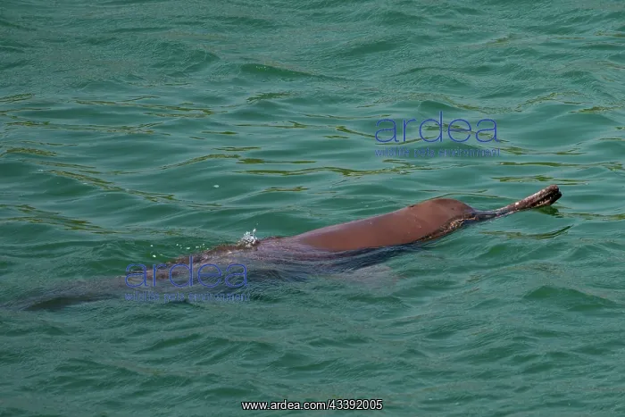 : gangetic dolphin : gangetic dolphin