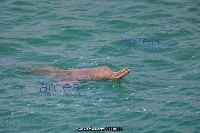 : gangetic dolphin : gangetic dolphin