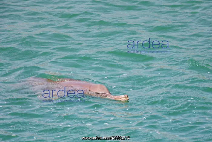 : gangetic dolphin : gangetic dolphin