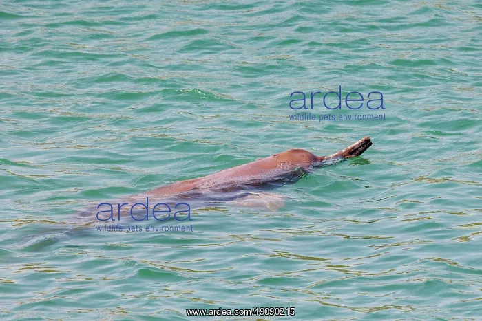 : gangetic dolphin : gangetic dolphin