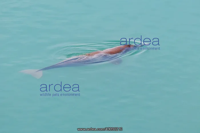 : gangetic dolphin : gangetic dolphin