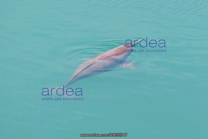 : gangetic dolphin : gangetic dolphin