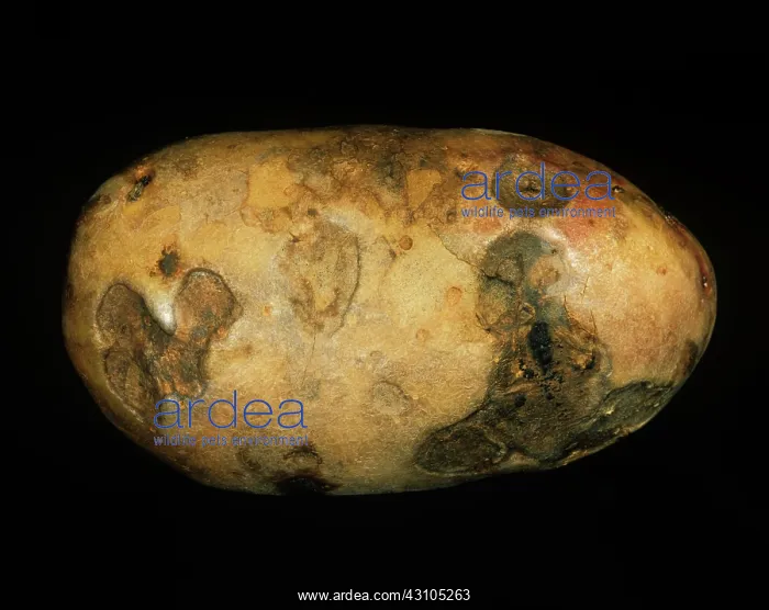 : Gangrene symptoms on potato : Gangrene symptoms on potato