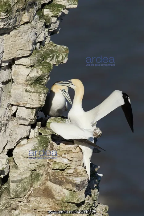 : Gannet (Morus bassanus). couple on cliffs edge : Gannet (Morus bassanus). couple on cliffs edge
