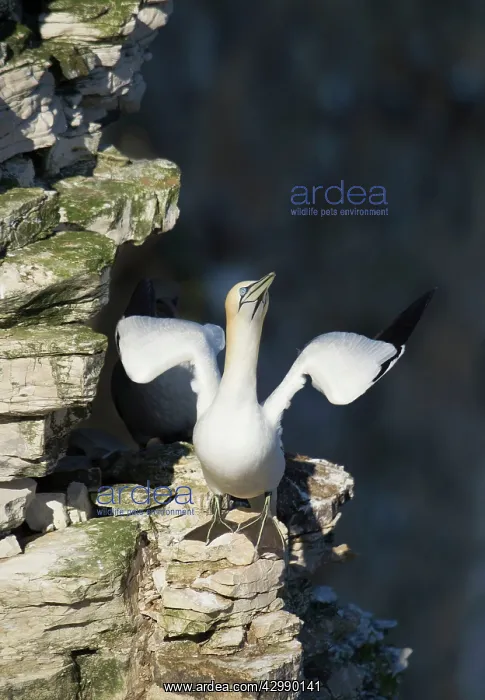 : Gannet (Morus bassanus). stretching wings just before taking off - April : Gannet (Morus bassanus). stretching wings just before taking off - April