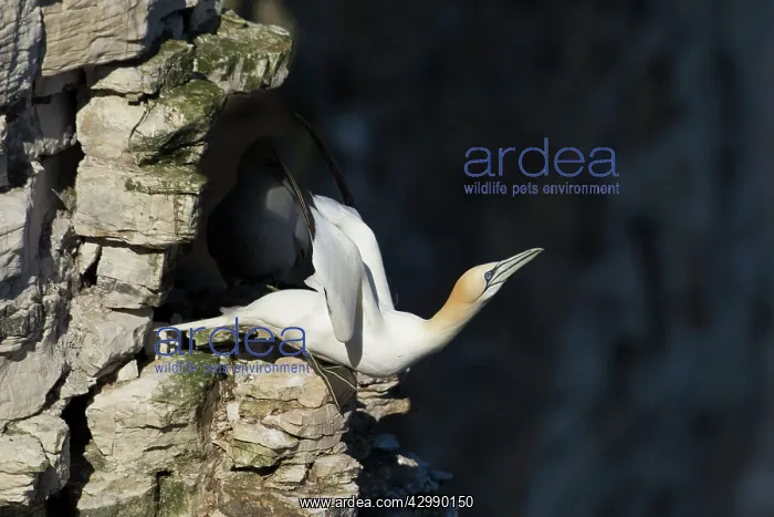 : Gannet (Morus bassanus). stretching wings just before taking off - April : Gannet (Morus bassanus). stretching wings just before taking off - April