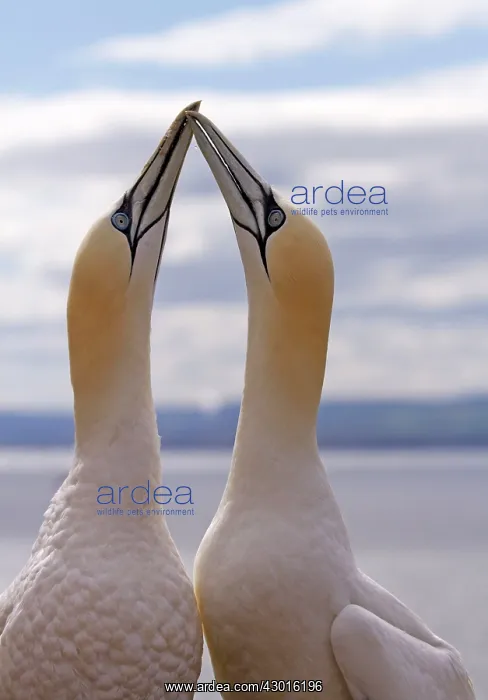  : Gannet greeting. Bass Rock, UK