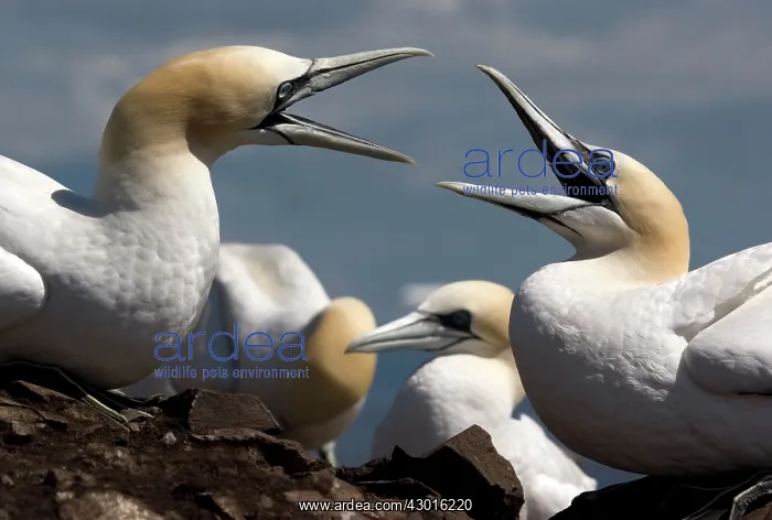 : Gannet squabbling. Bass Rock, UK : Gannet squabbling. Bass Rock, UK