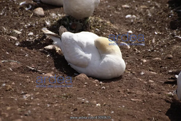 : Gannet Asleep : Gannet Asleep