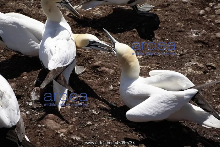 : Gannet Birds Fighting : Gannet Birds Fighting