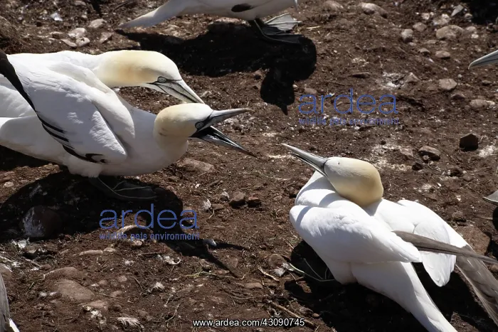  : Gannet Birds Fighting