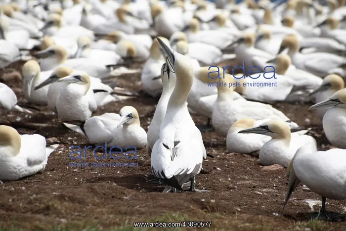 : Gannet Birds Showing Fencing Behavior : Gannet Birds Showing Fencing Behavior