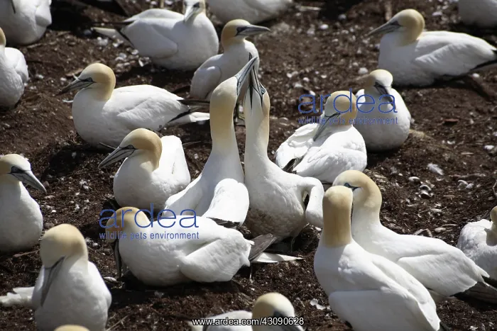 : Gannet Birds Showing Fencing Behavior : Gannet Birds Showing Fencing Behavior