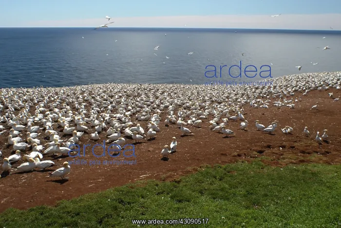 : Gannet Colony : Gannet Colony