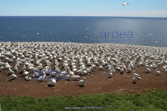 : Gannet Colony : Gannet Colony