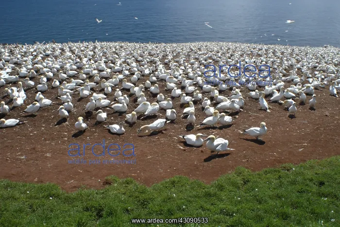 : Gannet Colony : Gannet Colony