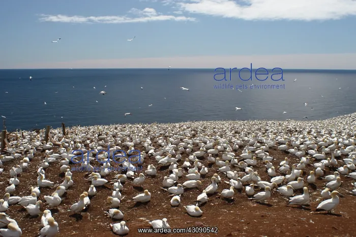 : Gannet Colony : Gannet Colony