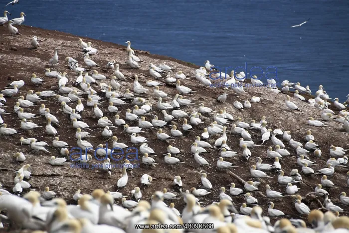  : Gannet Colony