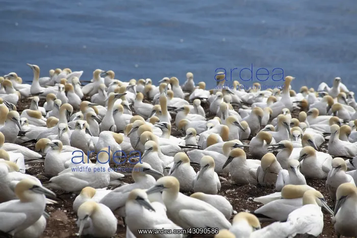 : Gannet Colony : Gannet Colony