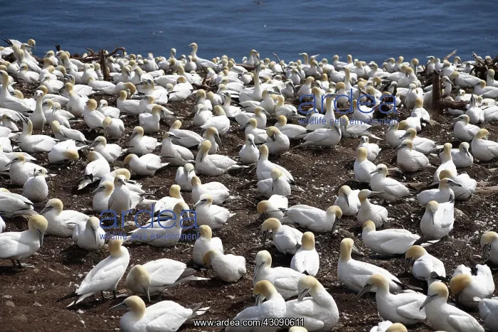 : Gannet Colony : Gannet Colony