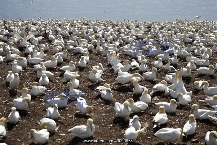 : Gannet Colony : Gannet Colony