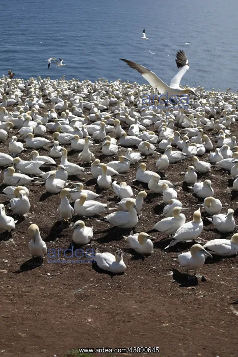 : Gannet Colony : Gannet Colony