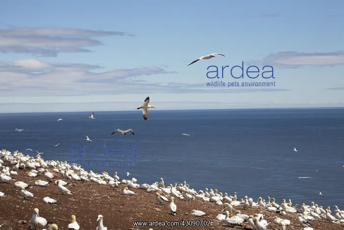 : Gannet Colony : Gannet Colony