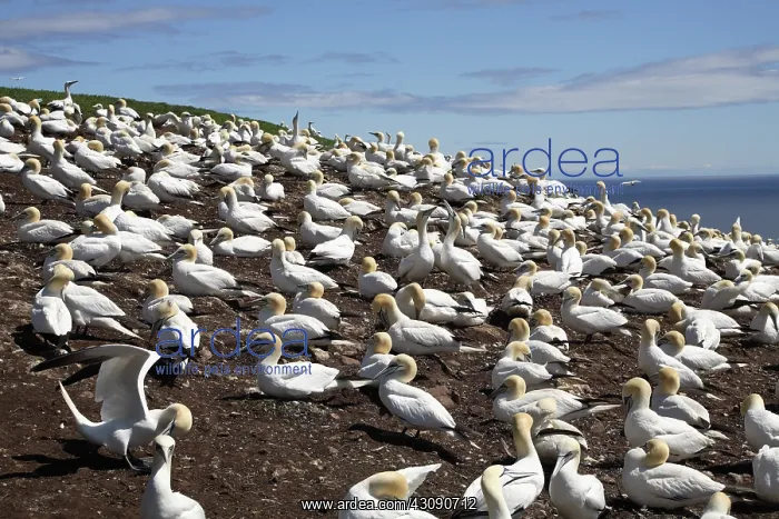: Gannet Colony : Gannet Colony